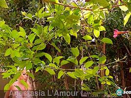 Anastasia Lamour In Pleasure Garden